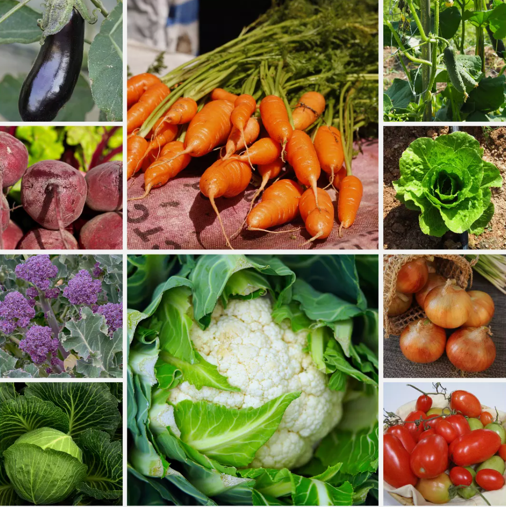 Heirloom Vegetable Seeds - Essential Collection - 10 Packs - Set 1