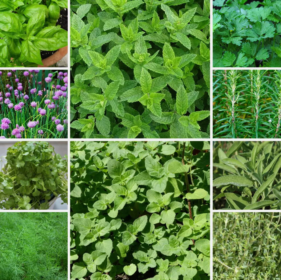 Herb Essentials Seeds - Essential Fresh Herbs for Every Kitchen Garden - 10 Pack