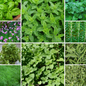 Herb Essentials Seeds - Essential Fresh Herbs for Every Kitchen Garden - 10 Pack