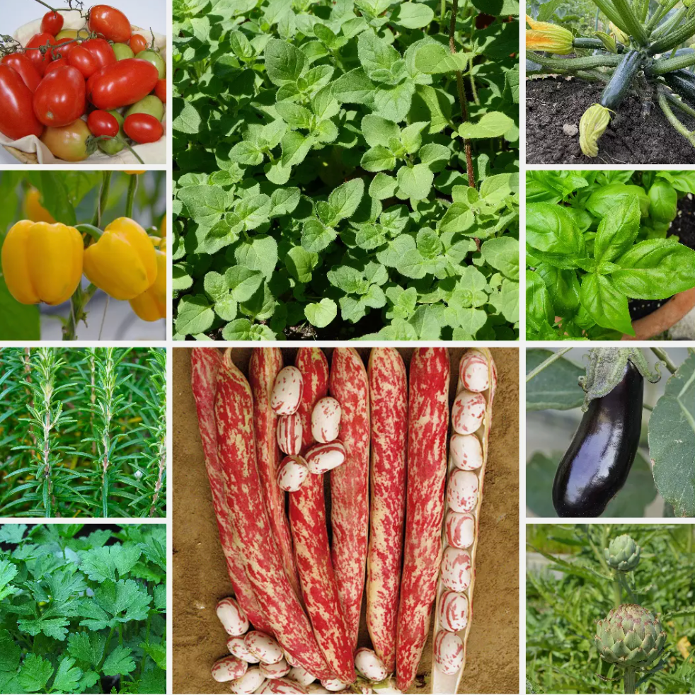 Italian Kitchen Vegetable Seeds - Grow Your Own Mediterranean Flavours - 10 Pack