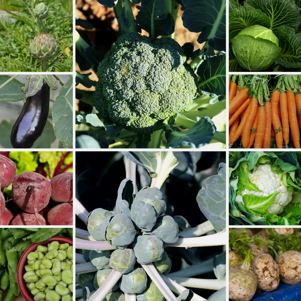 Large Vegetable Seed Collection 25 Packets Perfect for Home Garden - Set 1