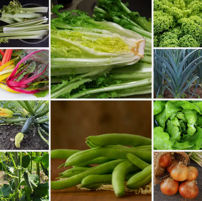 Large Vegetable Seed Collection 25 Packets Perfect for Home Garden - Set 1