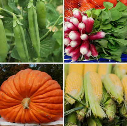 Large Vegetable Seed Collection 25 Packets Perfect for Home Garden - Set 1