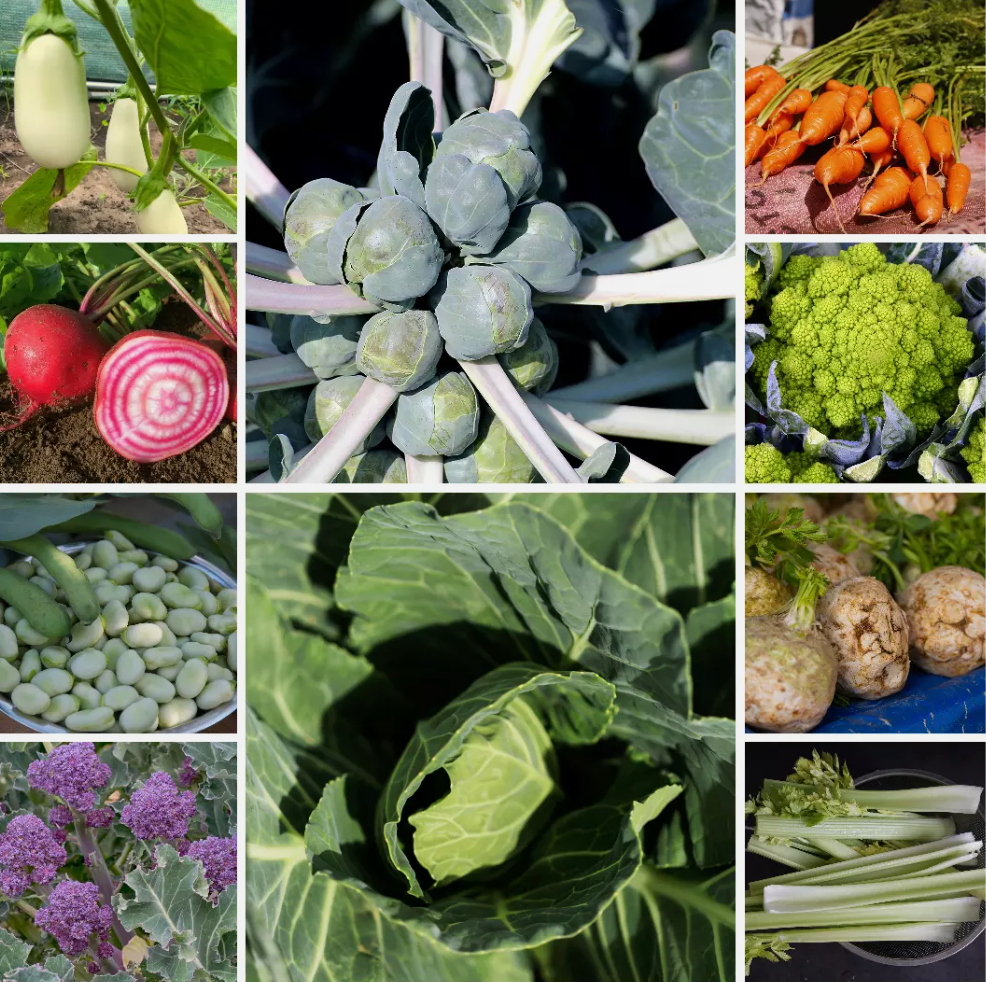Large Vegetable Seed Collection 25 Packets Perfect for Home Garden - Set 2