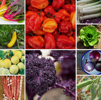 Large Vegetable Seed Collection 25 Packets Perfect for Home Garden - Set 2