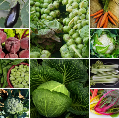 Large Vegetable Seed Collection 25 Packets Perfect for Home Garden - Set 3