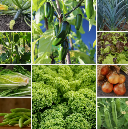 Large Vegetable Seed Collection 25 Packets Perfect for Home Garden - Set 3