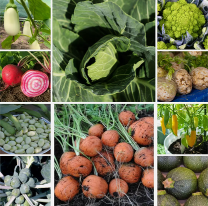 Large Vegetable Seed Collection 25 Packets Perfect for Home Garden - Set 4