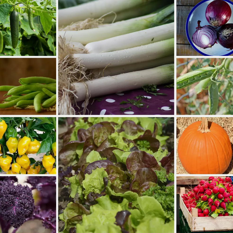 Large Vegetable Seed Collection 25 Packets Perfect for Home Garden - Set 4