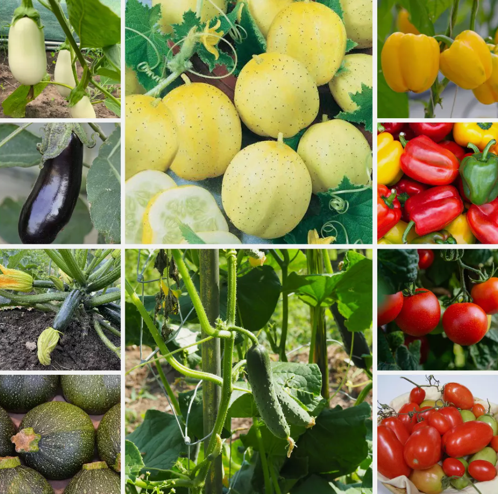 Mediterranean Feast Vegetable Seeds Aromatic Flavours for the Garden - 10 Packs