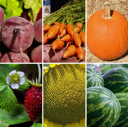 Minecraft Theme Vegetable Seeds Collection - Grow Your Own Crops & Fruits!