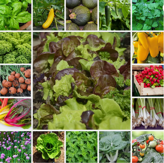 Patio Garden Veg Seeds-Compact Varieties for Containers & Small Spaces-18 Packs