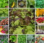 Patio Garden Veg Seeds-Compact Varieties for Containers & Small Spaces-18 Packs
