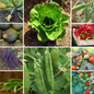 Patio Garden Vegetable Seeds - 10 Varieties for Small Space Gardening - 10 Packs