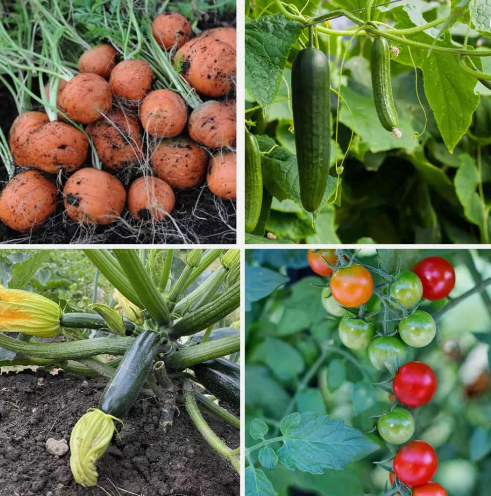 Patio Vegetable Seeds - Ideal for Containers & Raised Beds – 4 Pack - Set 1