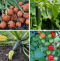 Patio Vegetable Seeds - Ideal for Containers & Raised Beds – 4 Pack - Set 1