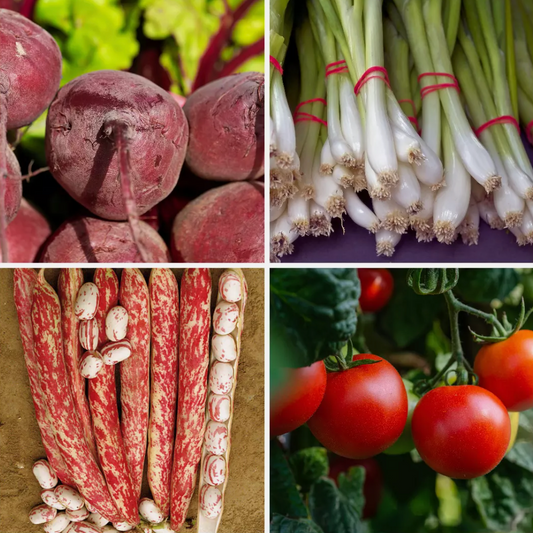 Patio Vegetable Seeds - Ideal for Containers & Raised Beds – 4 Pack - Set 4