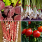 Patio Vegetable Seeds - Ideal for Containers & Raised Beds – 4 Pack - Set 4