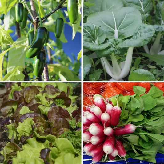 Patio Vegetable Seeds - Ideal for Containers & Raised Beds – 4 Pack - Set 5