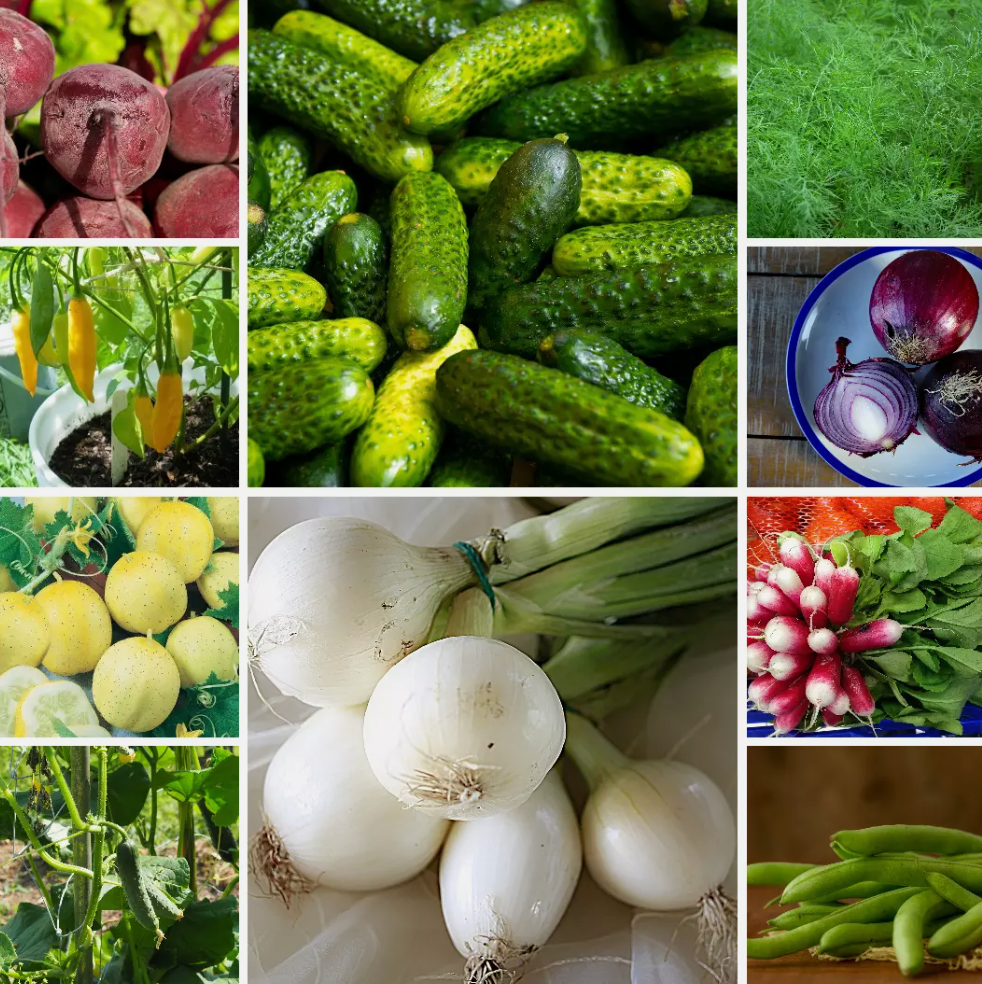 Pickling Garden Vegetable Seeds-Perfect for Homemade Pickles & Preserves-10 Pack