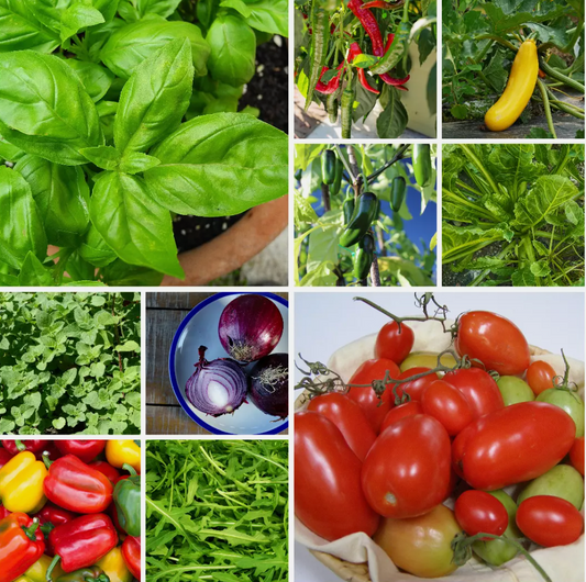 Pizza Garden Vegetable Seeds - Grow Fresh Toppings for Homemade Pizzas - 10 Pack