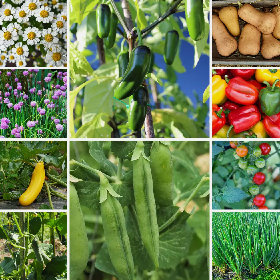 Pollinator Veg Vegetable Seeds - Bee-Friendly Varieties for Gardens - 10 Packs