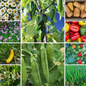 Pollinator Veg Vegetable Seeds - Bee-Friendly Varieties for Gardens - 10 Packs