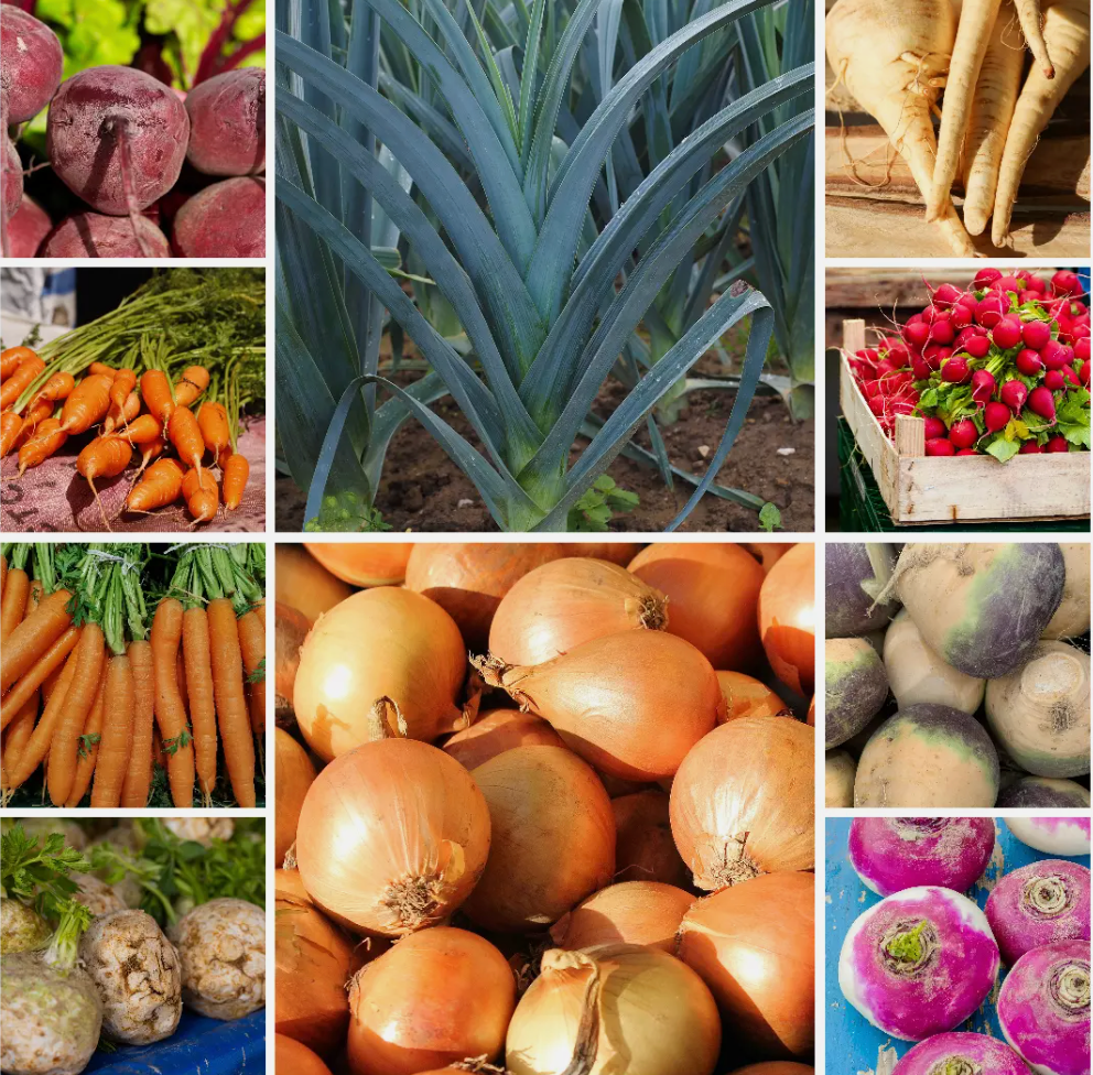 Root Veg Bonanza Vegetable Seeds Affordable Growing Set - 10 Packs