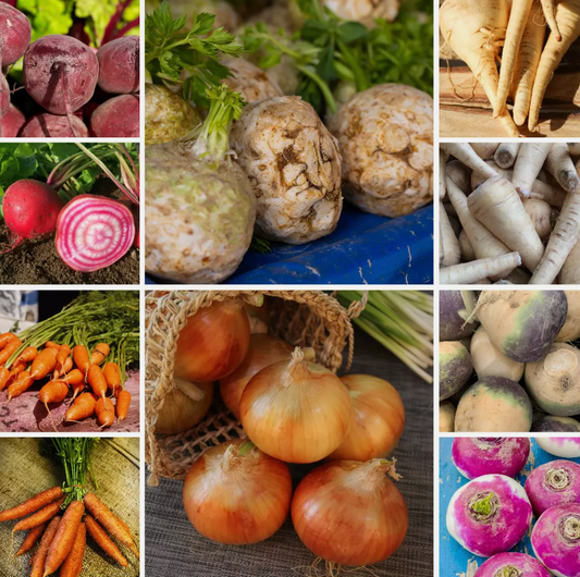 Root Vegetable Seeds Collection - Ideal for Nutritious Winter Dishes - 10 Packs