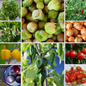 Salsa Garden Vegetable Seeds - Fresh Ingredients for Homemade Salsa - 10 Packs