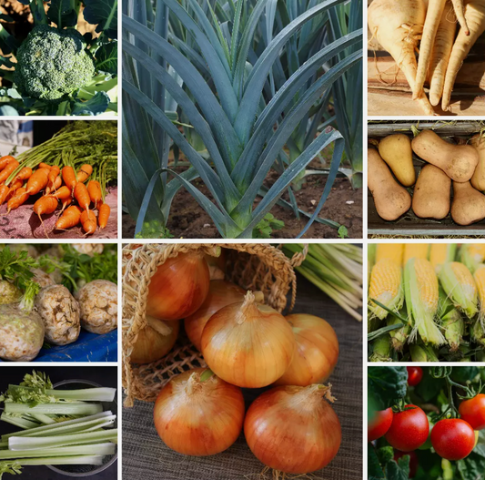 Soup Garden Vegetable Seeds - Perfect for Hearty, Homemade Soups - 10 Packs