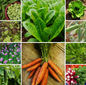 Spring Harvest Vegetable Seeds - Early Harvests for the Spring Season - 10 Packs