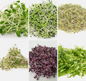 Sprouting Seeds Collection - Fresh Sprouts for Nutrient-Rich Meals - 6 Packs