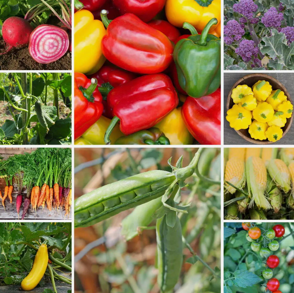 Summer Harvest Vegetable Seeds - Grow Fresh Veg for Summer Meals - 10 Packs