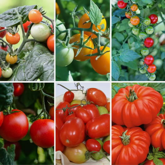 Tomato Vegetable Seeds Collection - Classic & Heirloom Tomato Varieties - 6 Pack