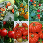 Tomato Vegetable Seeds Collection - Classic & Heirloom Tomato Varieties - 6 Pack