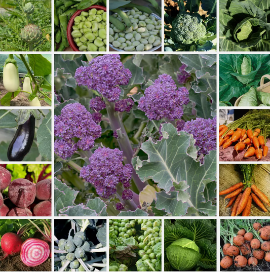 Ultimate Vegetable Seed Collection 100 Varieties - Complete Home Garden Pack