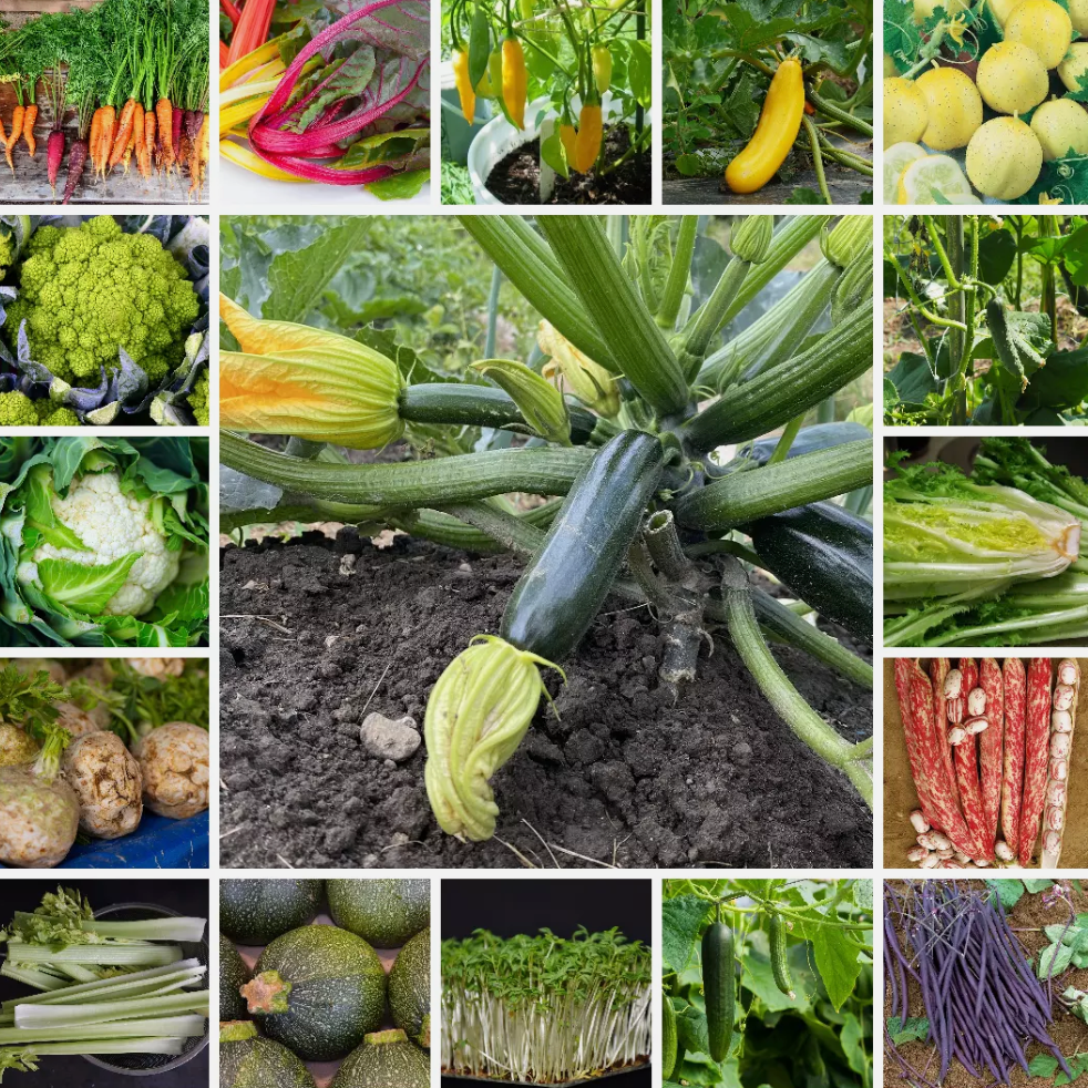 Ultimate Vegetable Seed Collection 100 Varieties - Complete Home Garden Pack