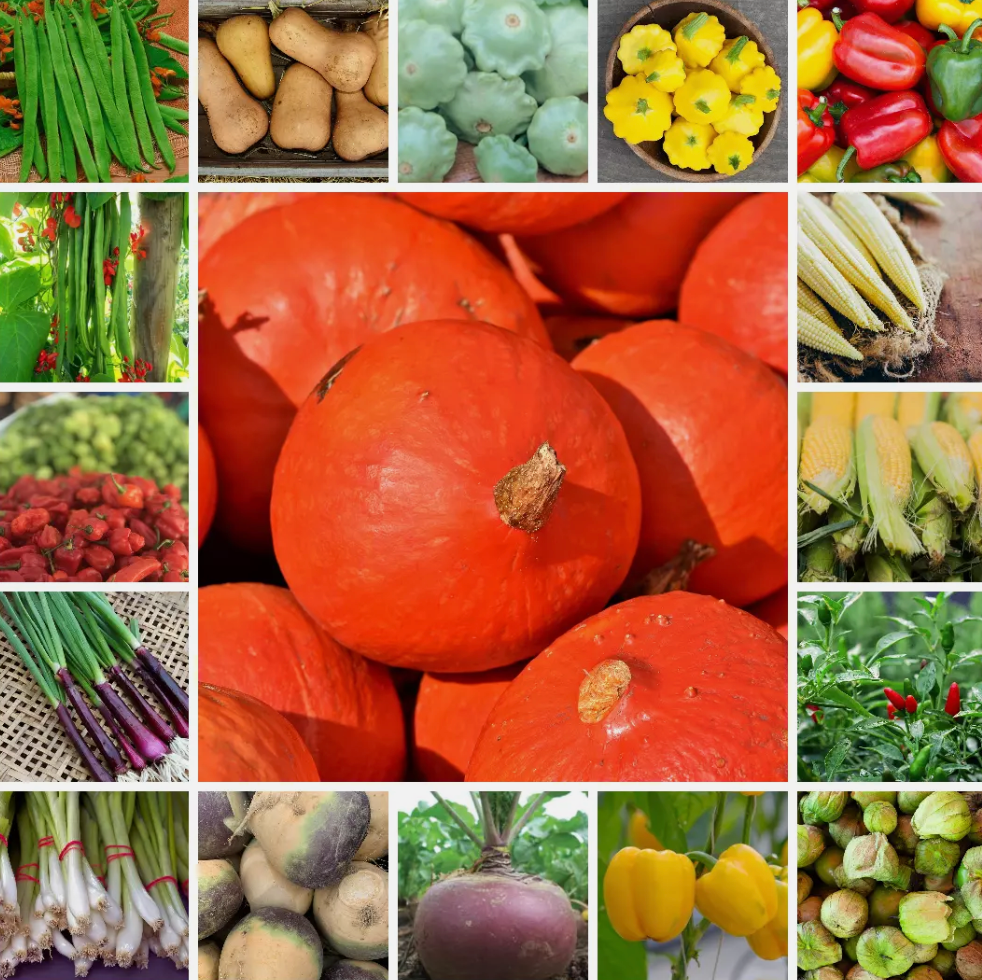 Ultimate Vegetable Seed Collection 100 Varieties - Complete Home Garden Pack