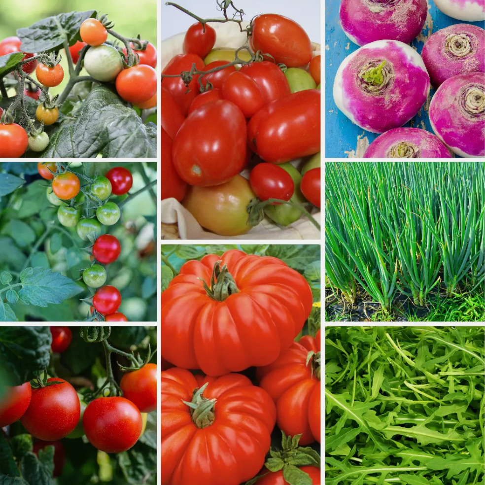 Ultimate Vegetable Seed Collection 100 Varieties - Complete Home Garden Pack