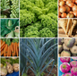 Winter Veg Garden Vegetable Seeds Affordable Hardy Set - 10 Packs