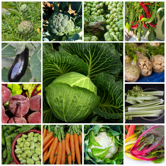 Extra Large Vegetable Seed Collection – 40 Handpicked Varieties for Every Season - Selection 1