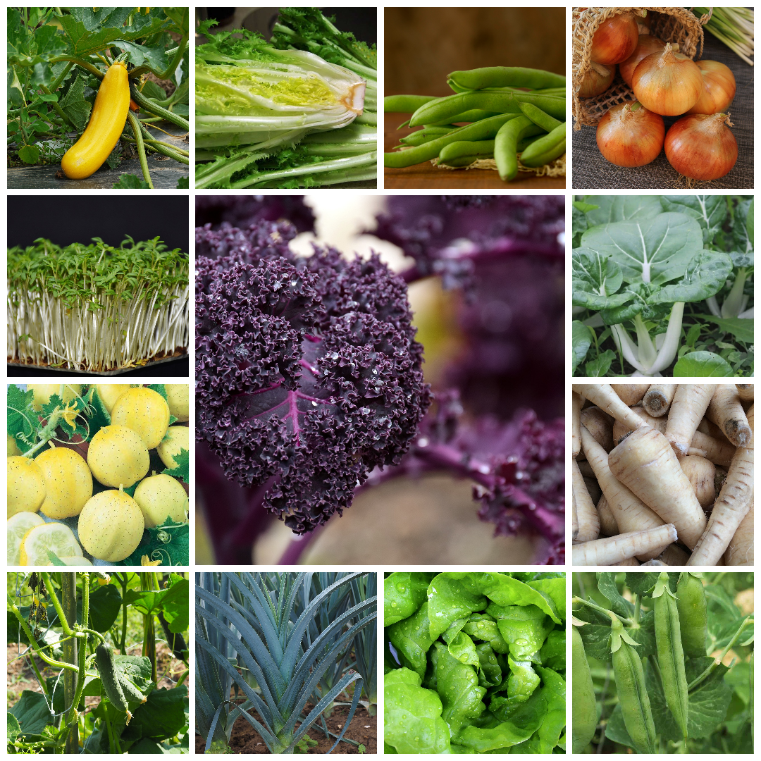 Extra Large Vegetable Seed Collection – 40 Handpicked Varieties for Every Season - Selection 1