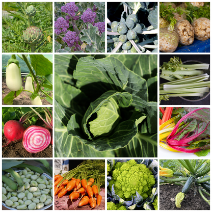 Extra Large Vegetable Seed Collection 40 Packets Grow Your Own - Set 2
