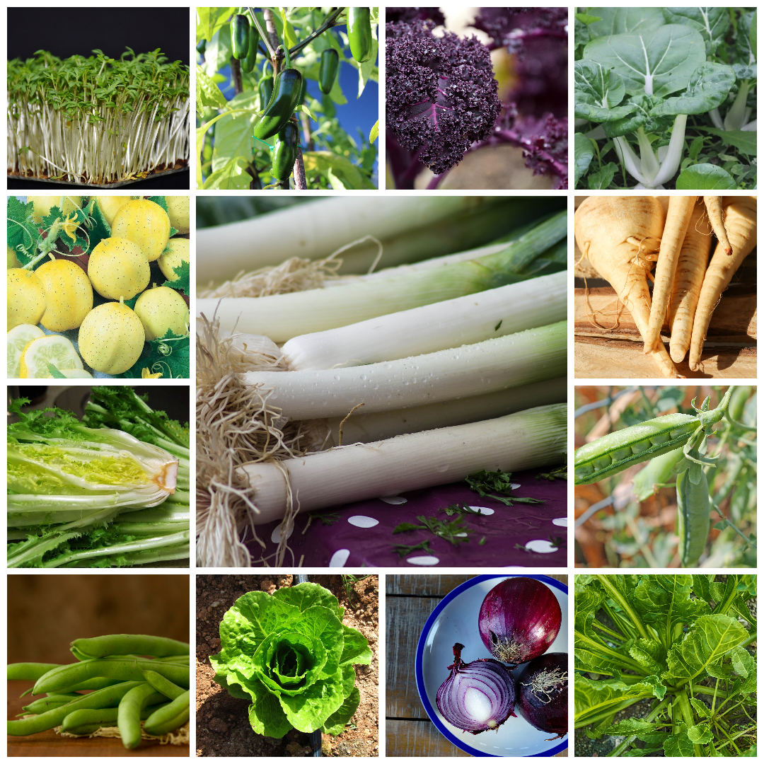 Extra Large Vegetable Seed Collection 40 Packets Grow Your Own - Set 2