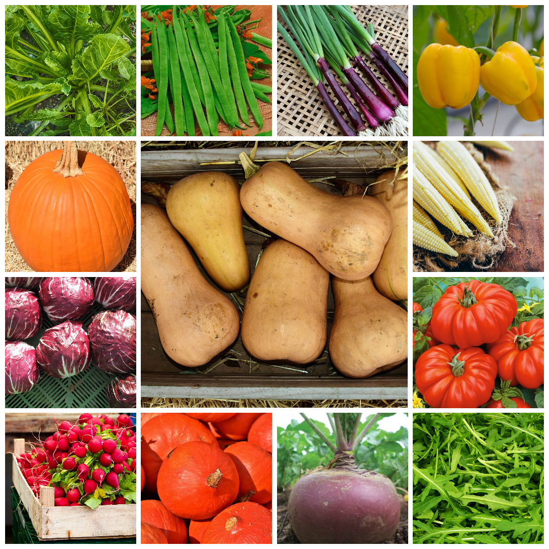 Extra Large Vegetable Seed Collection 40 Packets Grow Your Own - Set 2