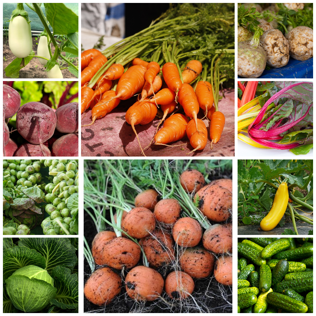 Extra Large Budget Friendly Vegetable Seed Selection - Set 1 - 30 Packs