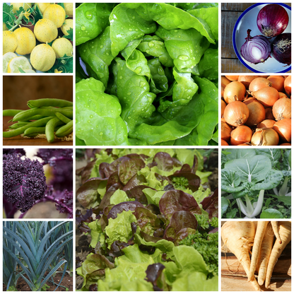 Extra Large Budget Friendly Vegetable Seed Selection - Set 1 - 30 Packs