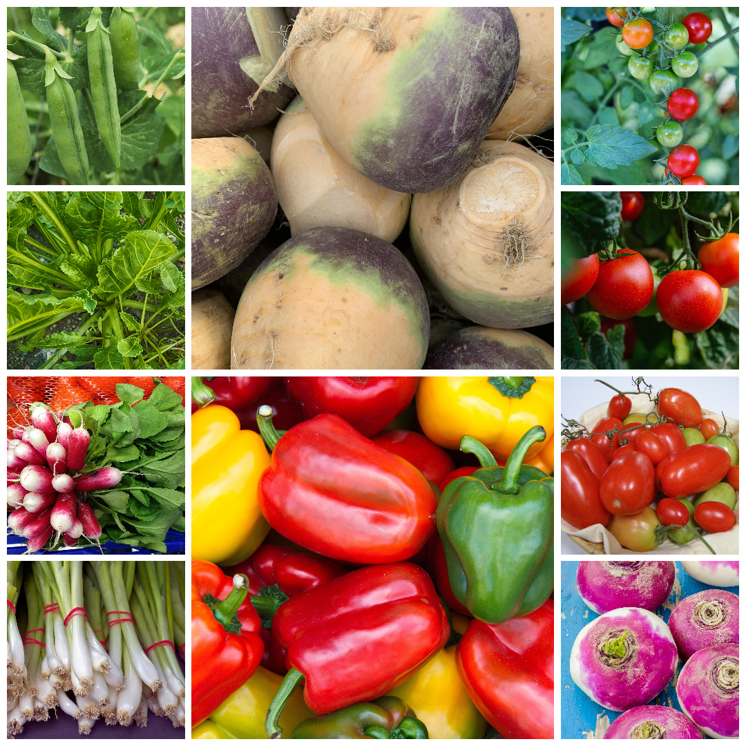 Extra Large Budget Friendly Vegetable Seed Selection - Set 1 - 30 Packs
