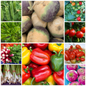 Extra Large Budget Friendly Vegetable Seed Selection - Set 1 - 30 Packs